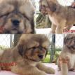 Past Pups